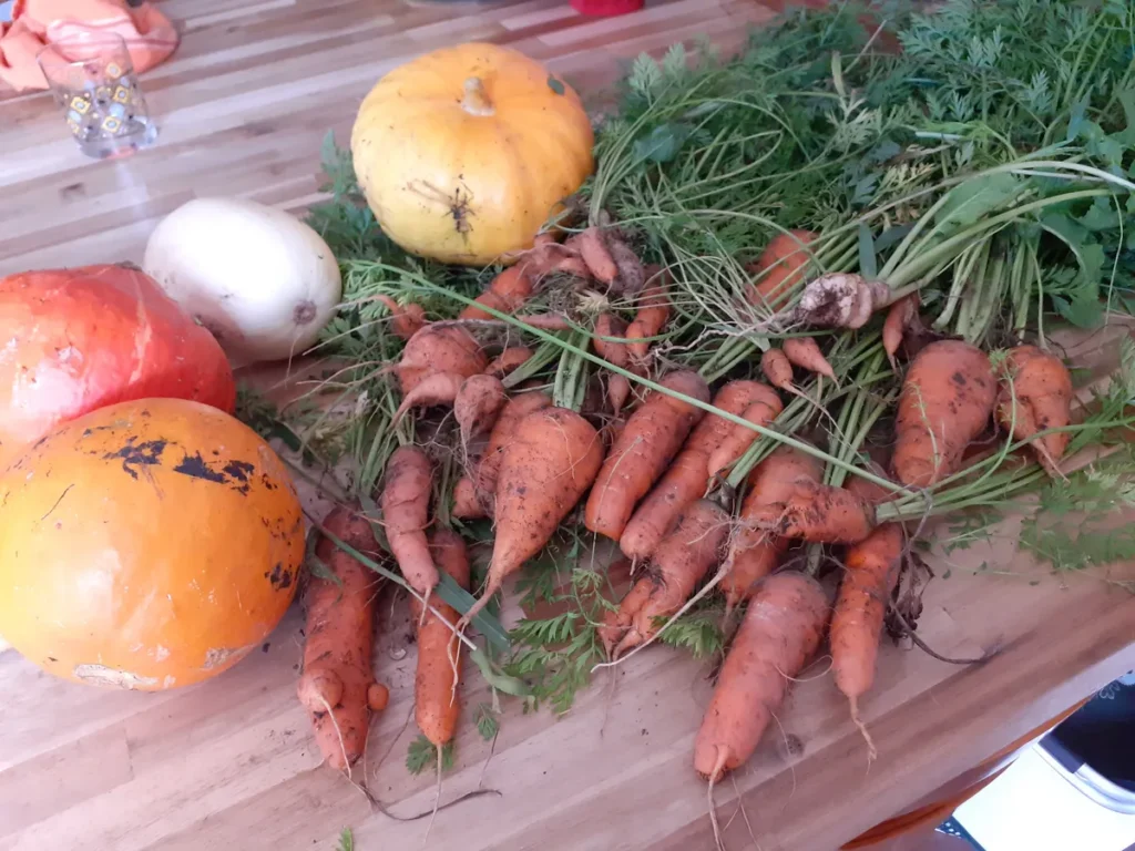 Légumes bio du jardin-Carottes, potirons