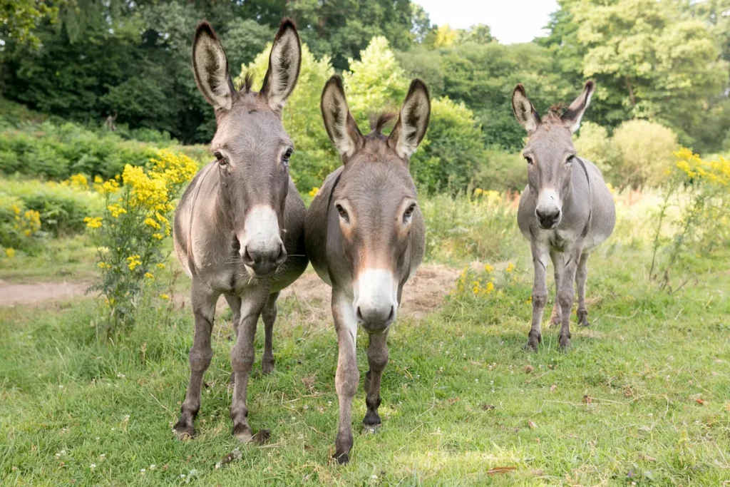 Les trois ânes de Saint-Kinède