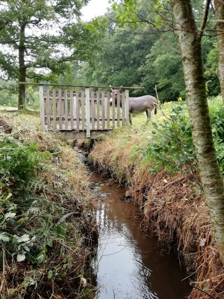 Petit pont avec l'âne